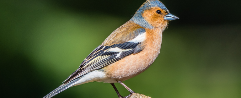 Picture of a Bird